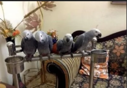 Pappagalli cenerini africani addomesticati disponibili per ladozione