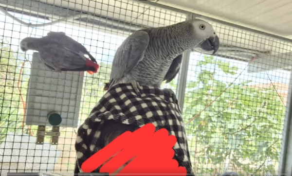 Pappagalli cenerini africani addomesticati disponibili per ladozione | Foto 3
