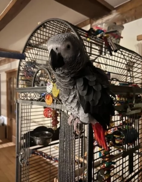 Pappagalli cenerini africani addomesticati disponibili per ladozione | Foto 0