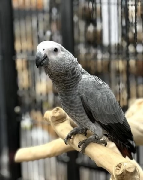 Pappagalli cenerini africani addomesticati disponibili per ladozione | Foto 4
