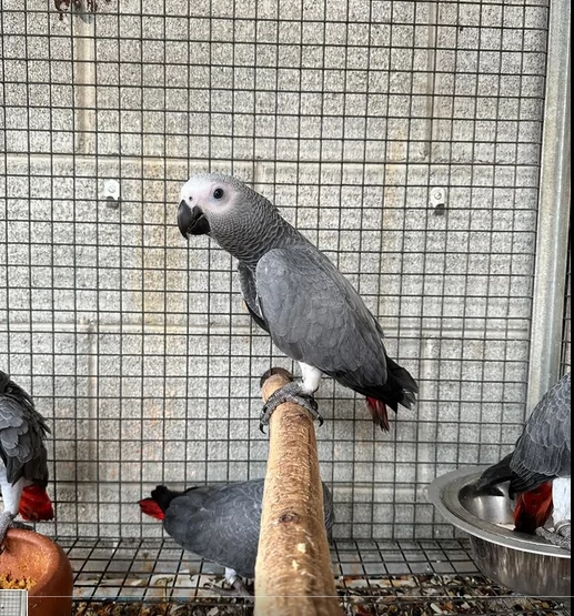 Pappagalli cenerini africani addomesticati disponibili per ladozione