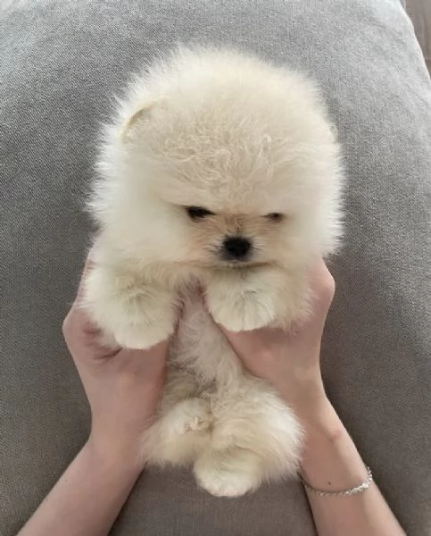 Bellissimo cucciolo di Pomerania Toy un maschio e due femmine