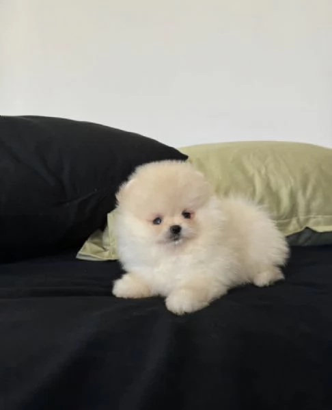 Bellissimo cucciolo di Pomerania Toy un maschio e due femmine | Foto 4