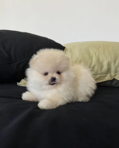 Bellissimo cucciolo di Pomerania Toy un maschio e due femmine | Foto 3