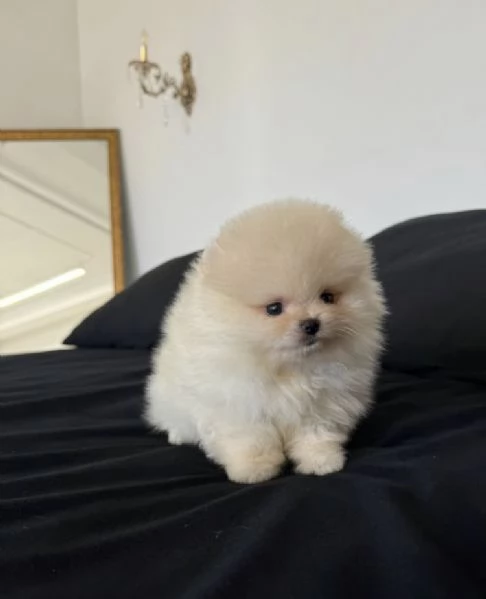 Bellissimo cucciolo di Pomerania Toy un maschio e due femmine | Foto 2