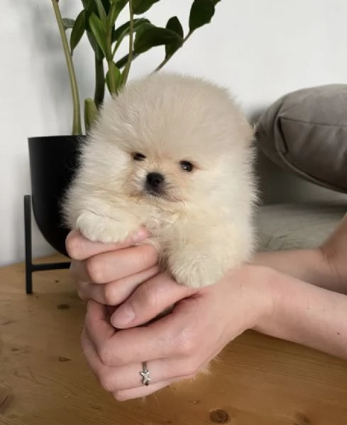 Bellissimo cucciolo di Pomerania Toy un maschio e due femmine | Foto 1