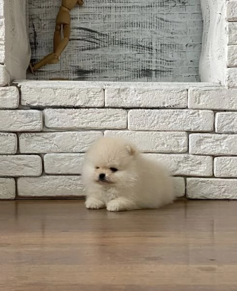 Bellissimo cucciolo di Pomerania Toy un maschio e due femmine | Foto 0