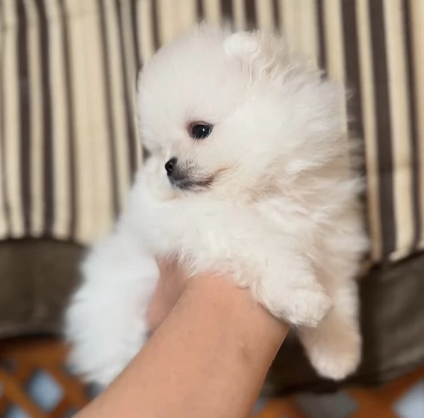 Cuccioli di Pomerania di razza pura in cerca di adozione | Foto 2