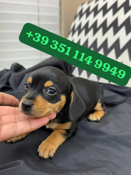 Regalo cuccioli di Bassotto maschio e femmina giocherelloni