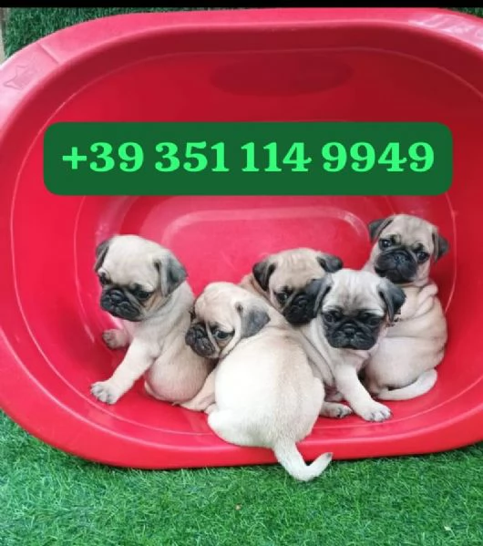 Regalo cuccioli di Carlino maschio e femmina giocherelloni | Foto 2