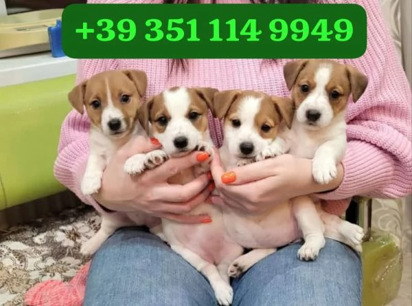 Regalo cuccioli di Jack Russel maschio e femmina giocherelloni | Foto 1