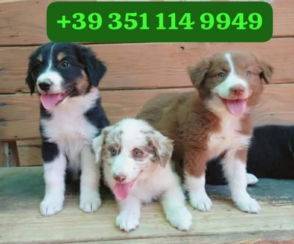 Regalo cuccioli di Border Collie maschio e femmina giocherelloni