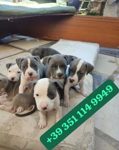 Regalo cuccioli di Pitbull maschio e femmina giocherelloni | Foto 0