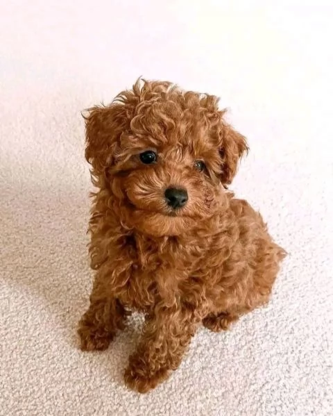 Cuccioli di Barboncini minitoy