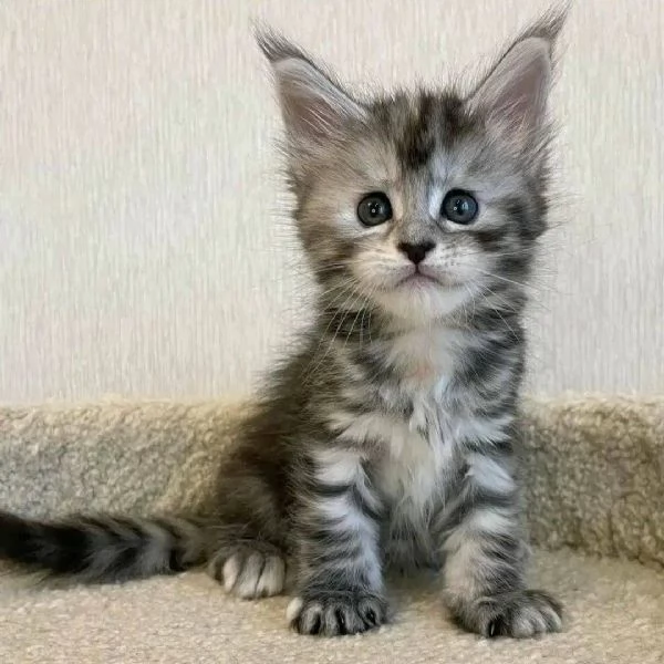 GATTINI MAINE COON Unico | Foto 0