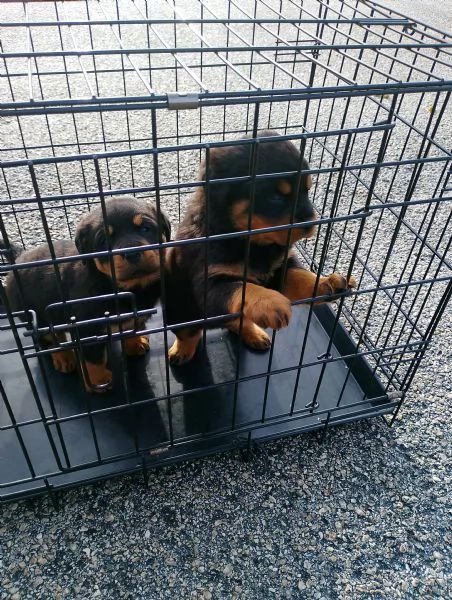 Cuccioli di Rottweiler 