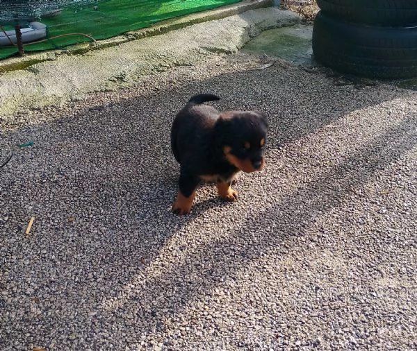 Cuccioli di Rottweiler  | Foto 2