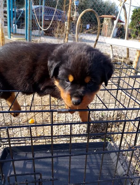 Cuccioli di Rottweiler  | Foto 1