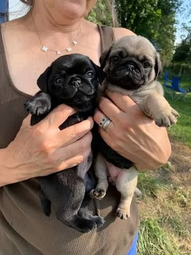 Cuccioli di Carlino adorabili in adozione 