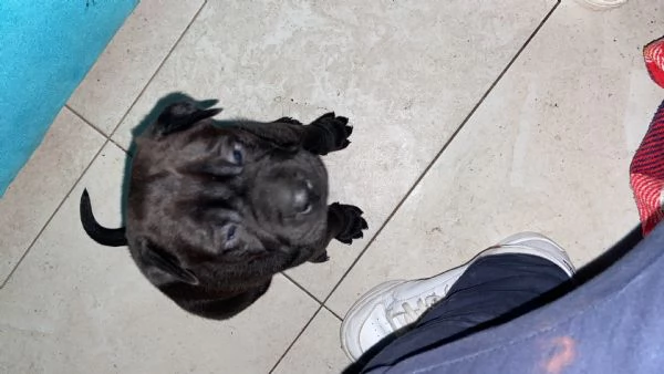 Cane shar pei femmina | Foto 0