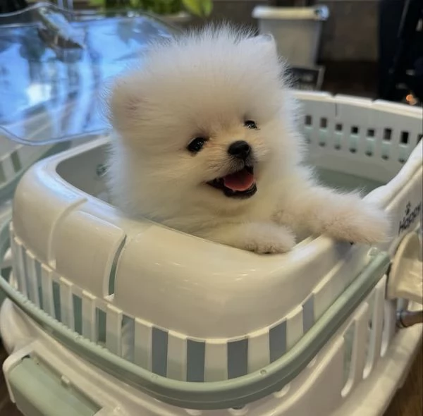 Cucciolo di Pomerania con la faccia di pelliccia