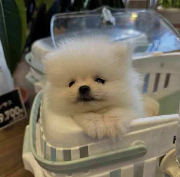 Cucciolo di Pomerania con la faccia di pelliccia | Foto 1