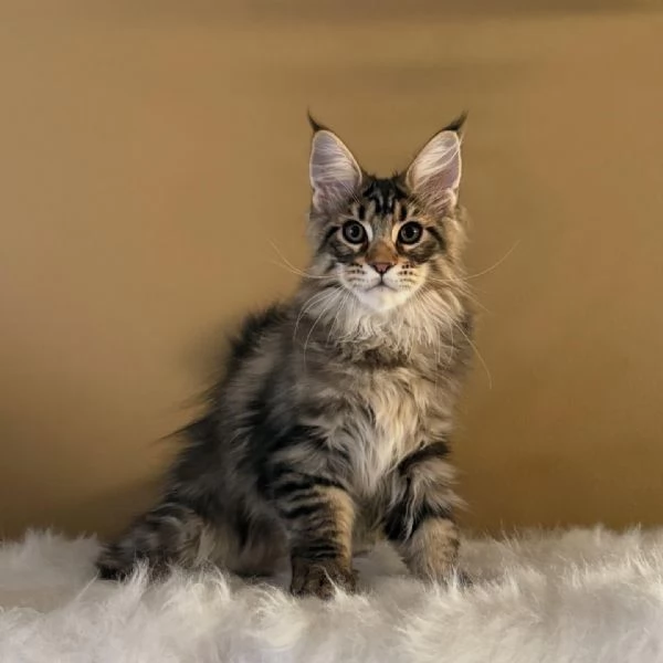 GATTINI MAINE COON Unico