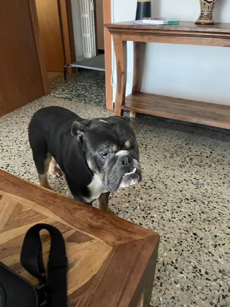 bulldog inglese senza pedigree | Foto 5