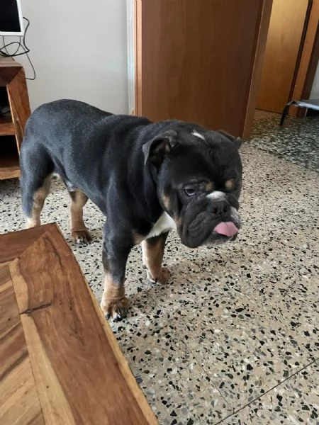 bulldog inglese senza pedigree | Foto 4