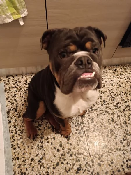 bulldog inglese senza pedigree | Foto 3