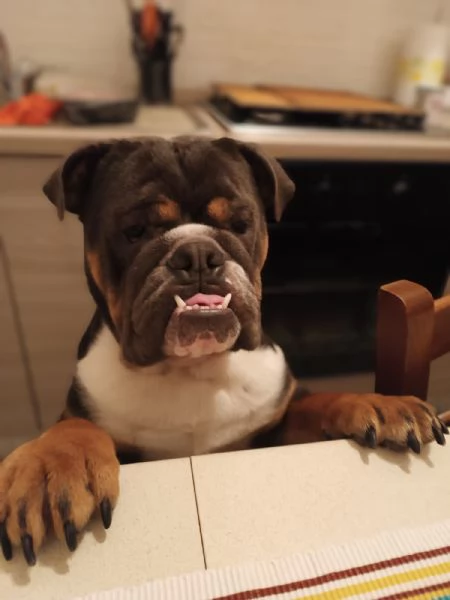 bulldog inglese senza pedigree | Foto 2