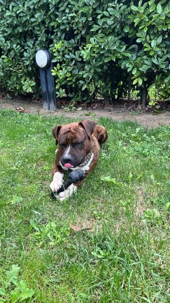 Cane Amstaff adozione | Foto 0