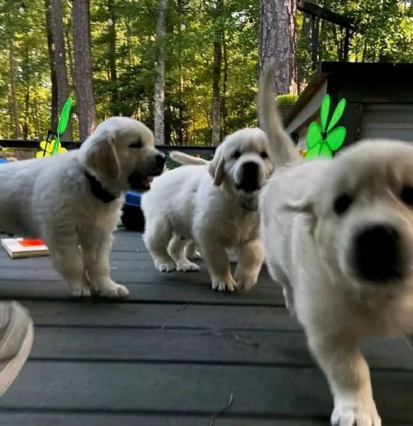 Due cuccioli di Golden Retriever cercano casa