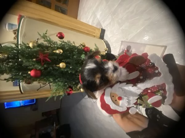 Vendo cuccioli di Biewer Terrier | Foto 1