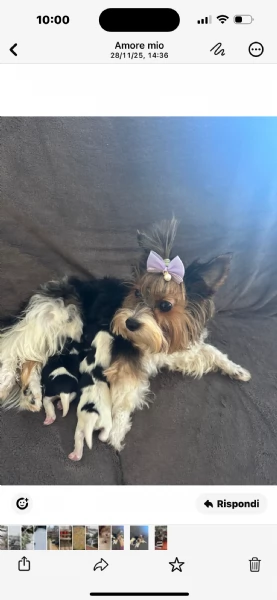 Vendo cuccioli di Biewer Terrier | Foto 0