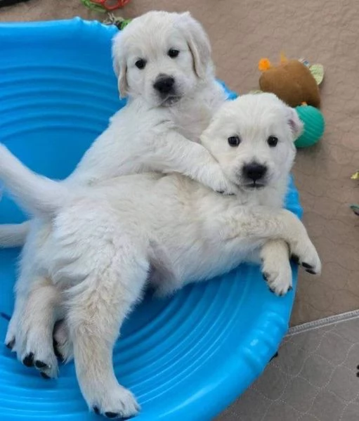 Due cuccioli di Golden Retriever ti aspettano