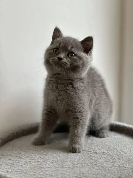 Cuccioli di British Shorthair 