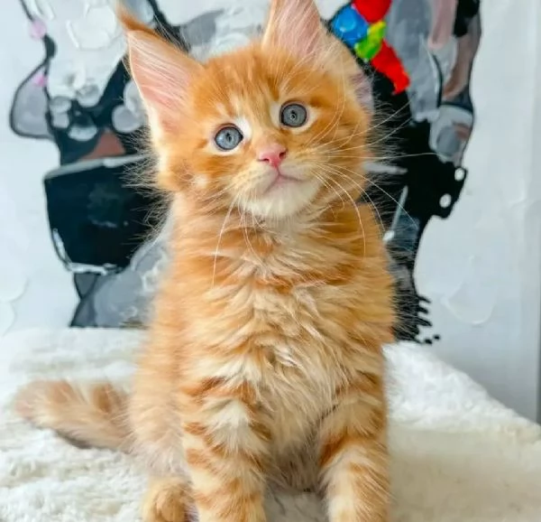 Disponibili Cuccioli di Maine coon