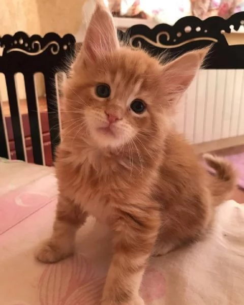 Due Cuccioli Main Coon