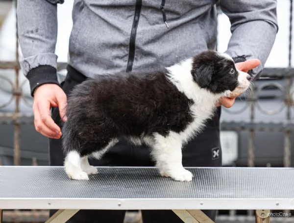 Border Collie  cuccioli | Foto 5