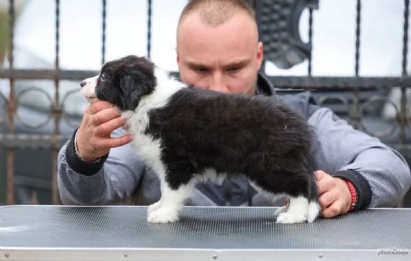 Border Collie  cuccioli | Foto 4