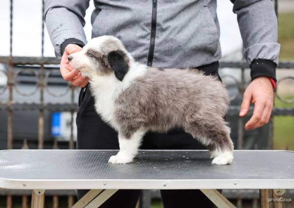 Border Collie  cuccioli | Foto 3
