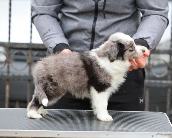 Border Collie  cuccioli