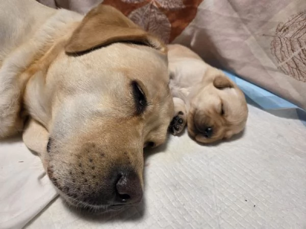 Cuccioli di Labrador Retriever  | Foto 5