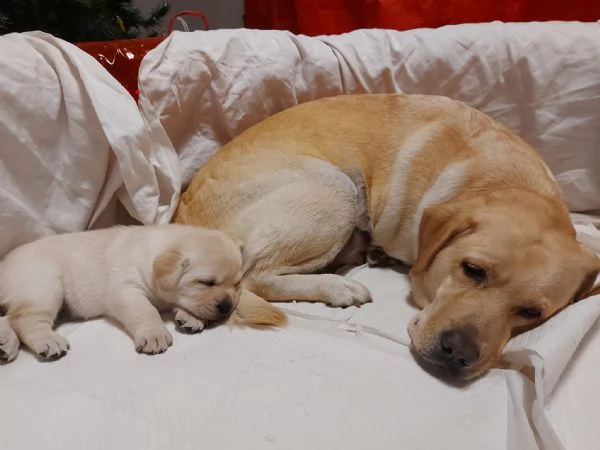 Cuccioli di Labrador Retriever  | Foto 2