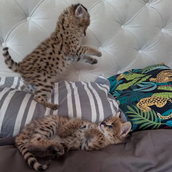 Serval eccezionale leleganza della savana a casa tua | Foto 5