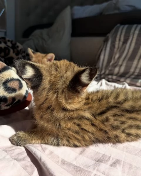 Serval eccezionale leleganza della savana a casa tua | Foto 4