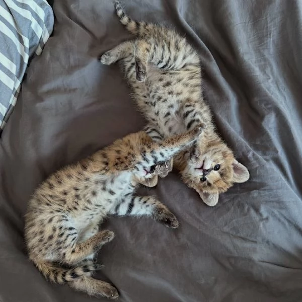 Serval eccezionale leleganza della savana a casa tua | Foto 3
