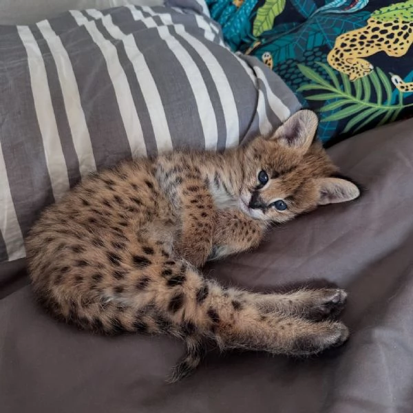 Serval eccezionale leleganza della savana a casa tua | Foto 2