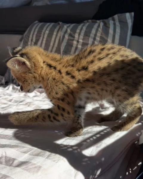 Serval eccezionale leleganza della savana a casa tua